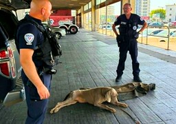 Fortes chaleurs: à Boulogne-sur-Mer, deux chiens enfermés dans une voiture sauvés par la police et Opale Capture