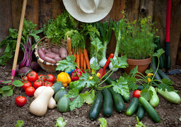 Coupe du Potager des Hauts-de-France 2026 : Rang-du-Fliers et Berck récompensés pour leurs potagers exemplaires !
