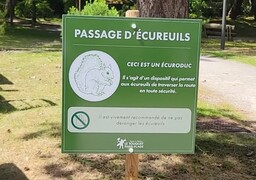 Une corde suspendue pourrait sauver des dizaines d'écureuils au Touquet !