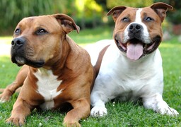 Boulogne-sur-Mer : un chien meurt attaqué par deux molosses, sa maîtresse fait un malaise