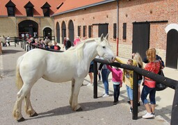 Samer : une après-midi d'animations à la Maison du Cheval Boulonnais