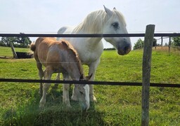 Les Escapades Radio 6 : s'évader, randonner et s'amuser à la Maison du Cheval Boulonnais, à Samer