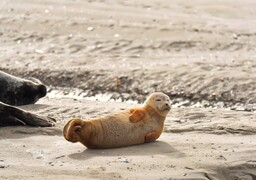 Les Escapades Radio 6 vous emmènent à la rencontre des phoques en Baie d’Authie !