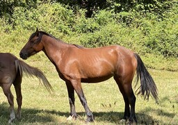 Sainte-Marie-Kerque : un cheval sauvé après plus de deux heures de mobilisation en pleine nuit