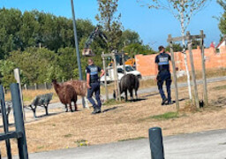 Calais : un chameau et trois lamas s’échappent du cirque Benzini