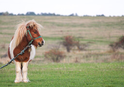 Beaurainville : trois poneys sur les rails perturbent le trafic des trains !