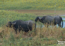 Grand-Laviers : des buffles d'eau pour combattre une plante invasive dans la réserve ornithologique