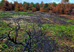Mont Saint-Frieux : un mois après l’incendie, la nature reprend déjà ses droits