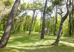 Le Touquet décroche une certification internationale pour son engagement environnemental !