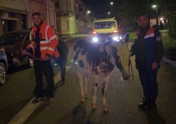 Des ânes en divagation à Boulogne-sur-Mer dans la nuit de dimanche !