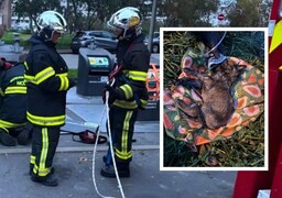 Malo-les-Bains : un chien jeté dans un conteneur à ordures enterré, les secours le sauvent in extremis