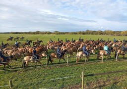 Baie de Somme : 1 500 spectateurs pour la spectaculaire transhumance des chevaux Henson !