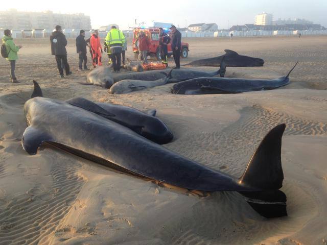 Baleines échouées sur la plage de Calais, 3 cétacés sur 10 ont survécu  
