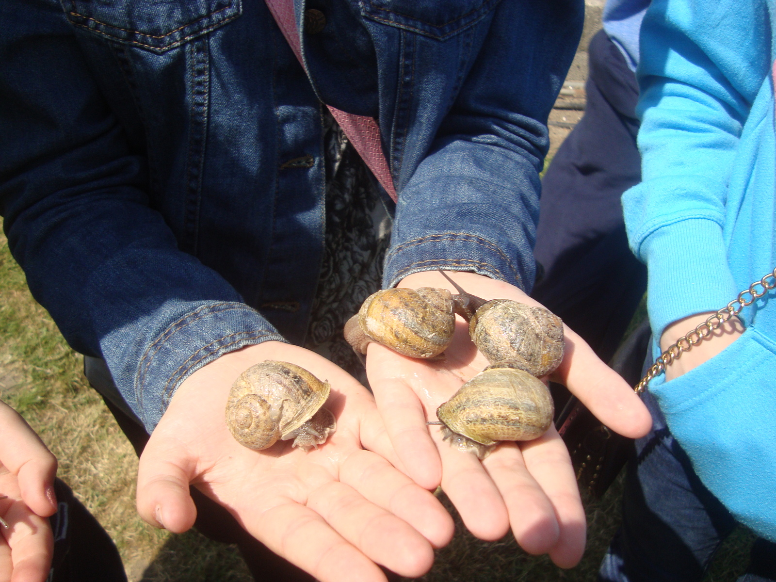 D'ici quelques jours 600 000 escargots vont être implantés à la ferme hélicicole "les escargots du bocage" à Airon St Vaast. 