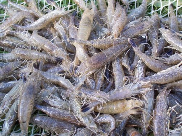 Pénurie de crevettes grise, sur la cote d'opale
